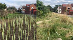 Tree planting - before and after - image: HW